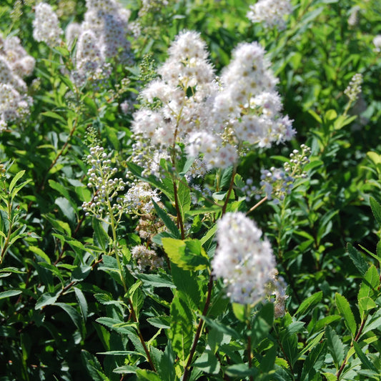 Spiraea latifolia