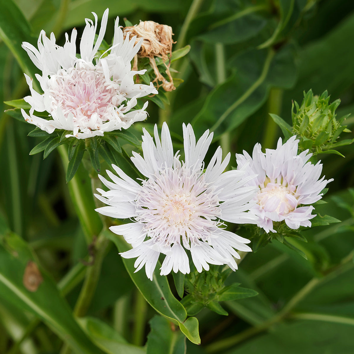 Stokesia laevis 'Divinity' – www.jardinexpress.ca