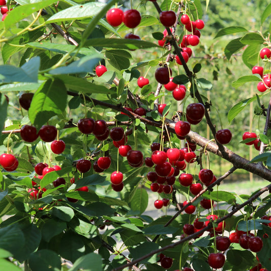 Prunus cerasus 'Crimson Passion'