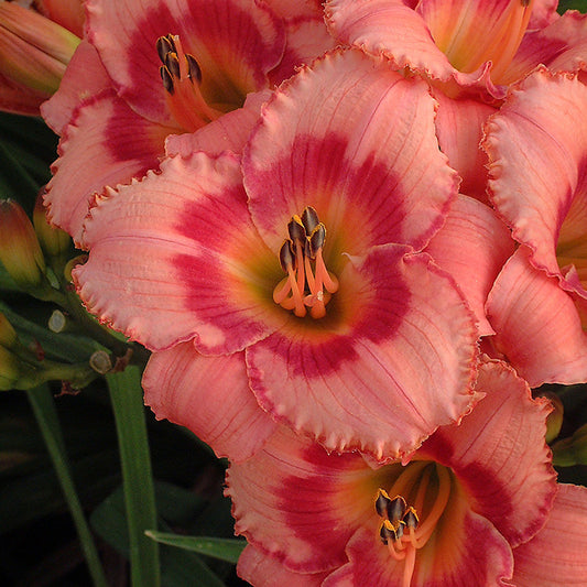 Hemerocallis 'Strawberry Candy'