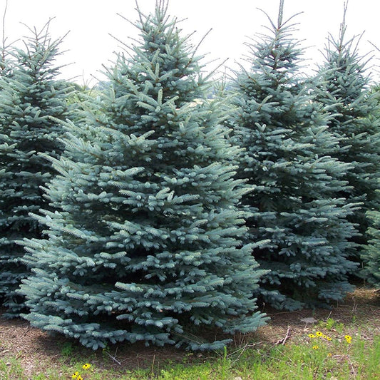 Picea pungens Majestic Blue