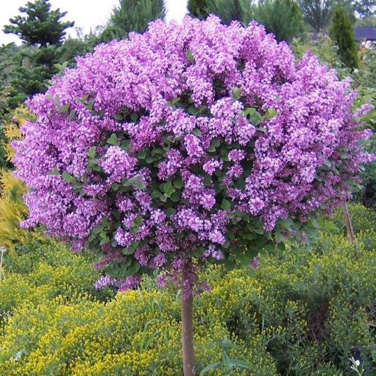Syringa x 'Bloomerang Dark Purple' PW sur tige (lilas)
