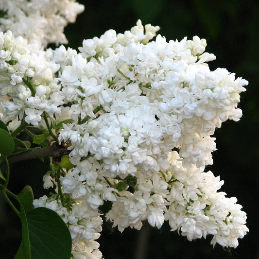 Syringa vulgaris 'Mme Lemoine'