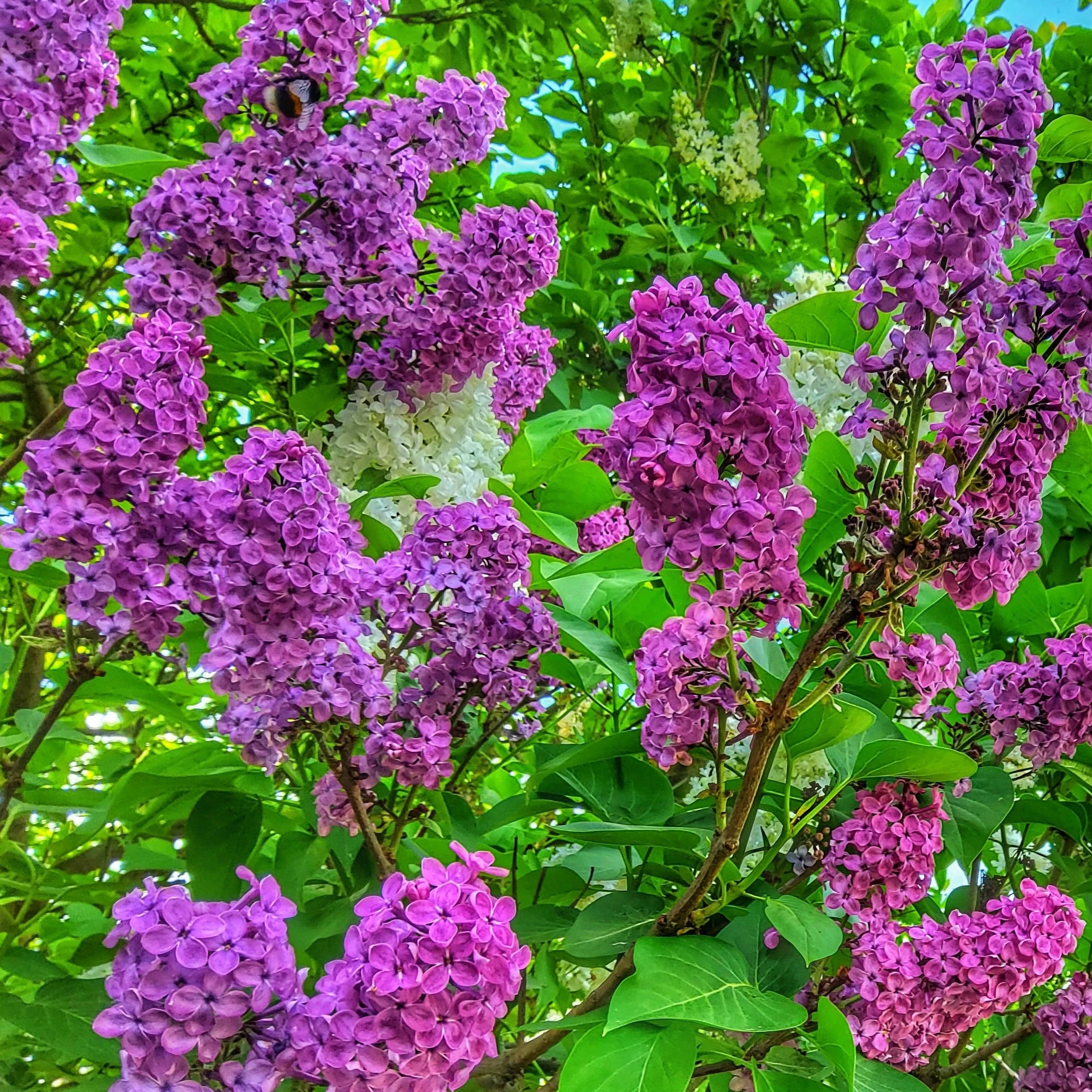 Syringa vulgaris 'Monge' – www.jardinexpress.ca