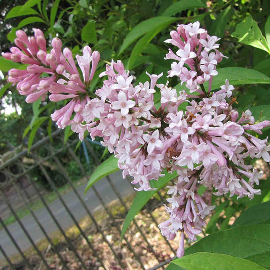 Syringa prestoniae (x) 'James Macfarlane'
