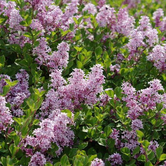 Syringa meyeri 'Palibin' (lilas arbuste nain)
