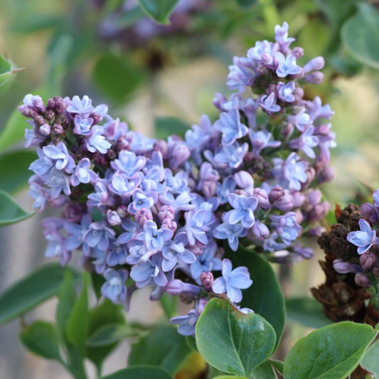 Syringa vulgaris 'President Grevy'