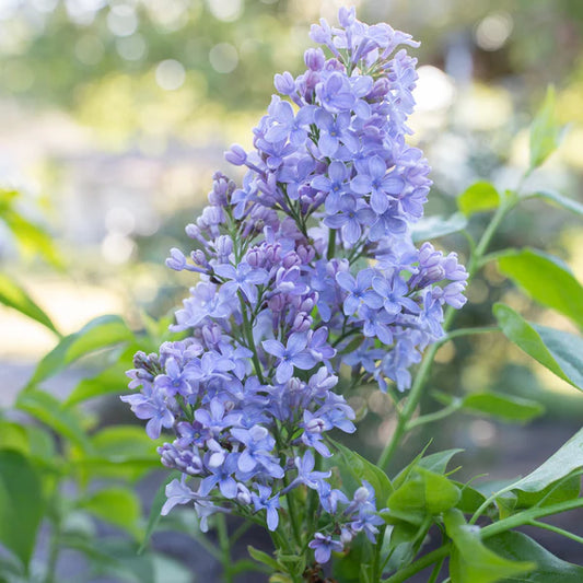 Syringa vulgaris 'Wedgewood Blue'