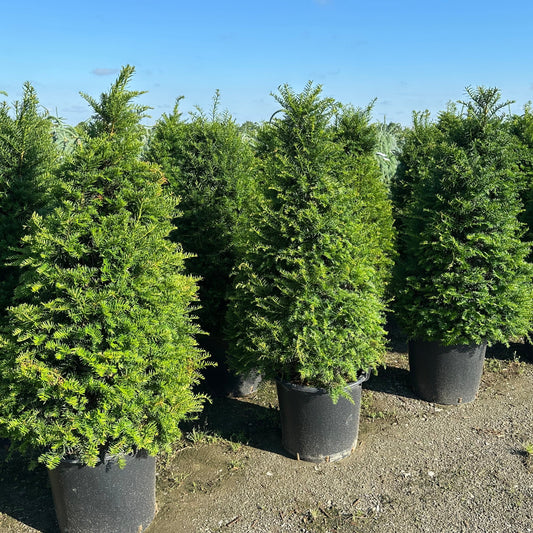 Taxus cuspidata 'Capitata'