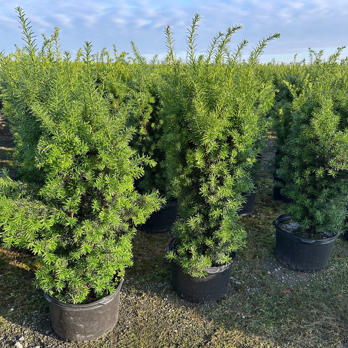 Taxus x media 'Hicksii'