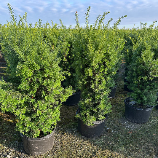 Taxus x media 'Hicksii'