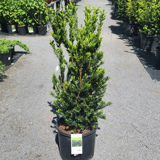 Taxus media 'Hillii'