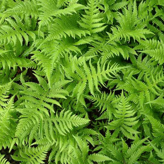 Thelypteris palustris