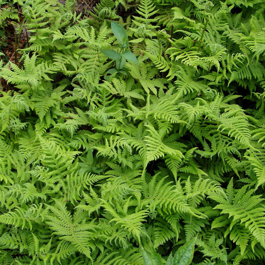 Thelypteris phegopteris