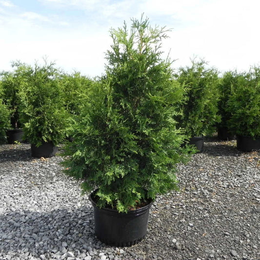Thuya occidentalis 'Nigra'