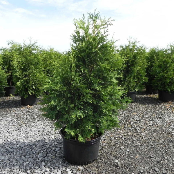 Thuya occidentalis 'Nigra'