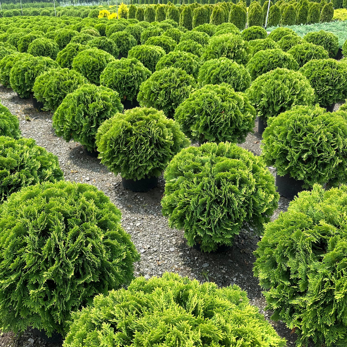 Thuya occidentalis 'Danica' – www.jardinexpress.ca