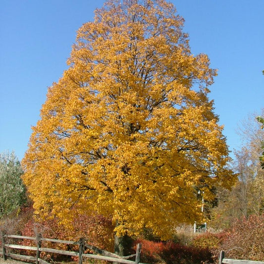 Tilia cordata 'Corinthian' (Corzam)