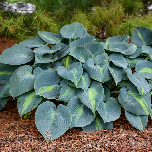 Hosta 'Touch of Class'