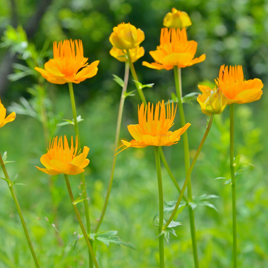 Trollius chinensis 'Golden Queen'