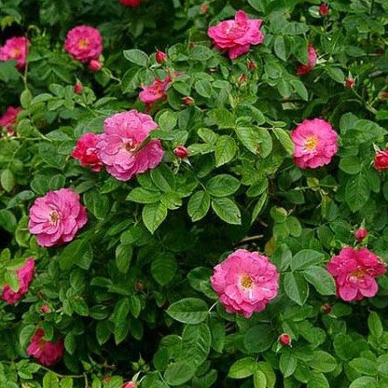 Rosa 'John Cabot'