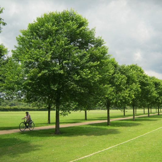 Ulmus japonica 'New Horizon'