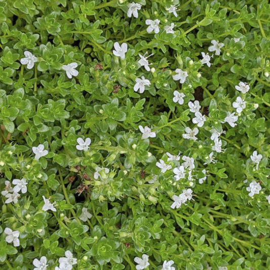 Thymus serpylum 'Albus'