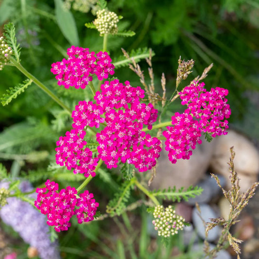 Achillea millefolium 'Cerise Queen'