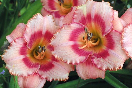 Hemerocallis 'Strawberry candy'