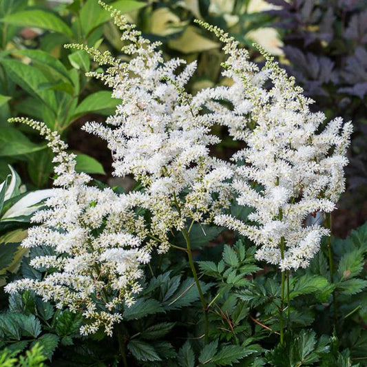 Astilbe 'Visions In White'