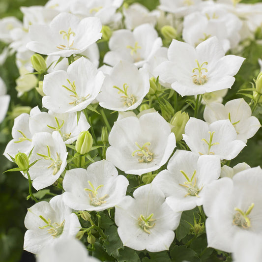 Campanula carpatica 'Rapido White'