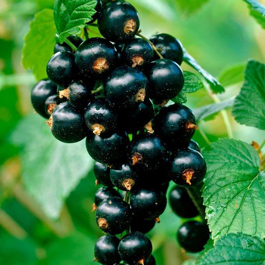 Ribes nigrum 'Titania' (biologique)