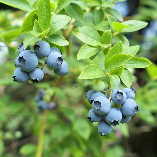 Vaccinium corymbosum 'Northland' (biologique)