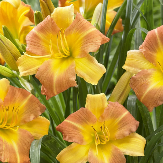 Hemerocallis 'Punch Yellow'