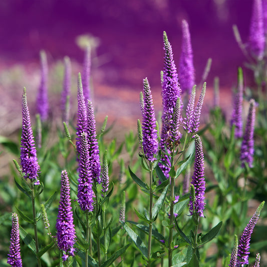 Veronica spicata 'Purpleicious'