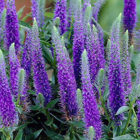 Veronica spicata 'Royal Candles'