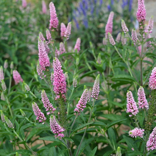 Veronica longifolia 'First Love'