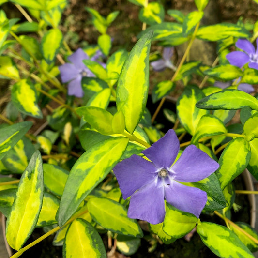 Vinca minor 'Illumination'