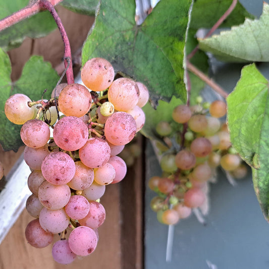 Vitis riparia 'Somerset' (bio)