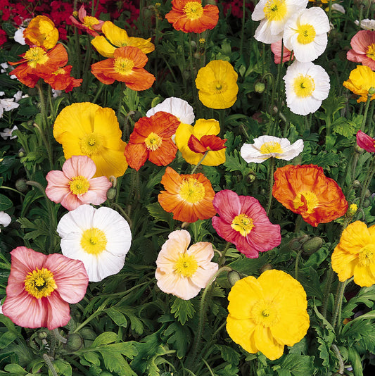 Papaver nudicaule 'Champagne Bubbles'