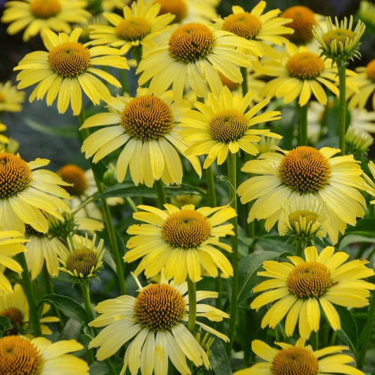 Echinacea 'Cleopatra'