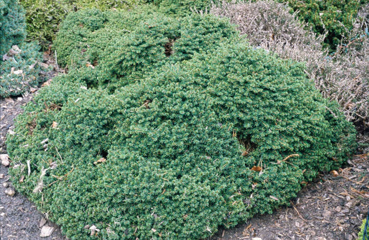 Picea abies 'Little Gem'