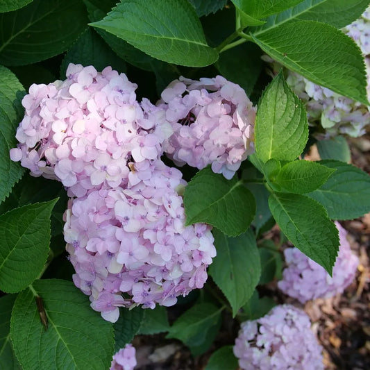 Hydrangea macrophylla 'Wee Bitt Innocent'