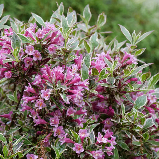 Weigela florida 'My Monet Purple Effect'