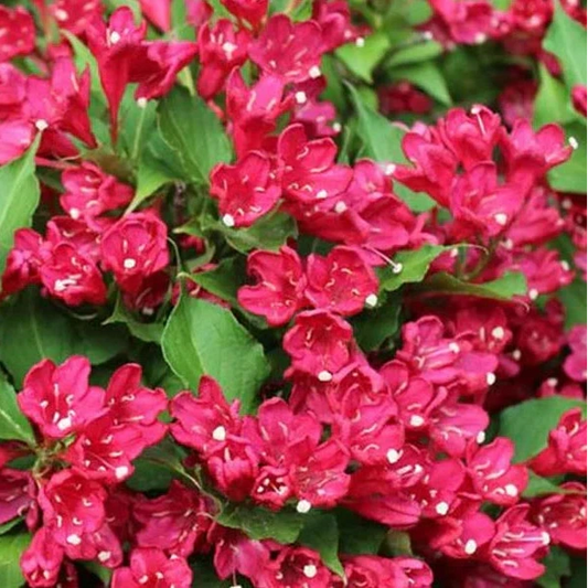 Weigela florida 'Red Prince' (sur tige)