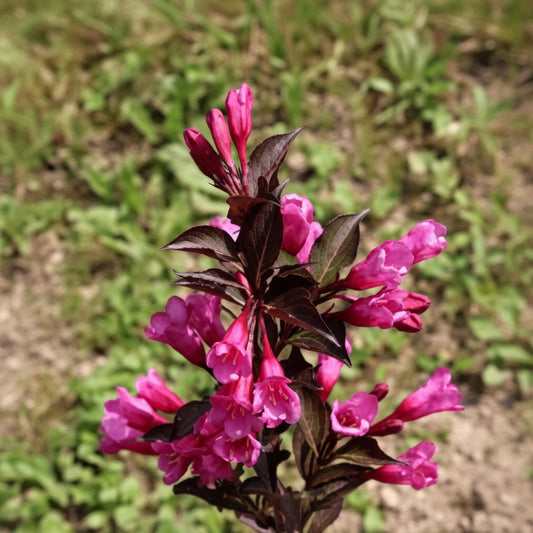 Weigela florida 'Spilled Wine'
