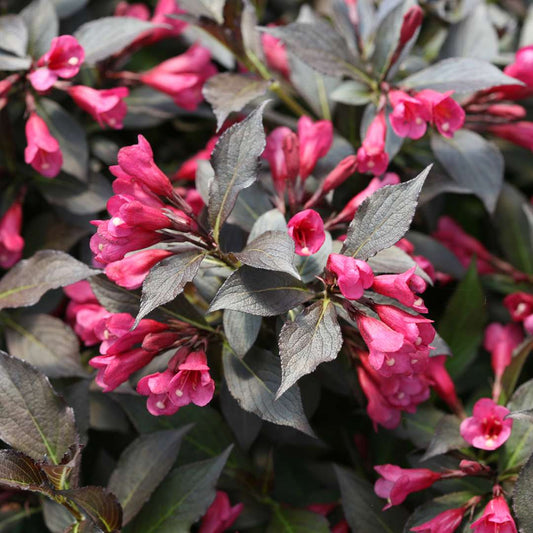 Weigela florida 'Wine and Roses'
