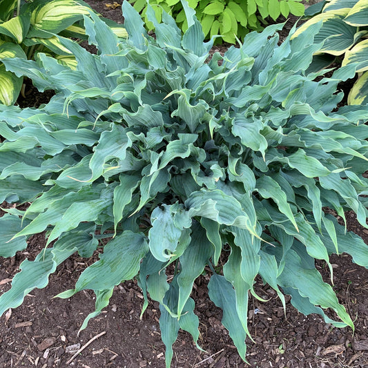 Hosta 'Wild Imagination'