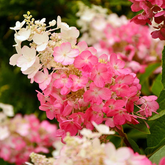 Hydrangea paniculata 'Pinky Winky'