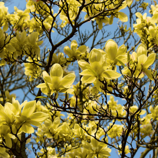 Magnolia 'Yellowbird' (arbre, tige)